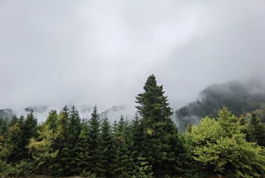 Tzoumerka dağında sonbaharda orman sisli havası, arta mükemmeliyeti, Kypseli köyünün yakınındaki Yunanca
