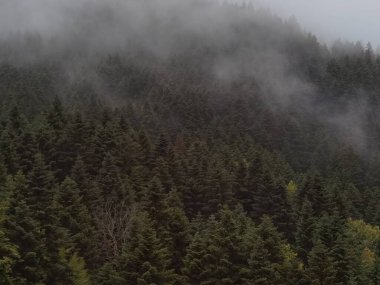 Tzoumerka dağında sonbaharda orman sisli havası, arta mükemmeliyeti, Kypseli köyünün yakınındaki Yunanca