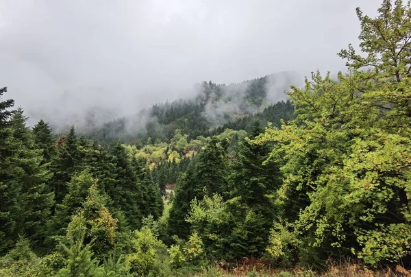 Tzoumerka dağında sonbaharda orman sisli havası, arta mükemmeliyeti, Kypseli köyünün yakınındaki Yunanca