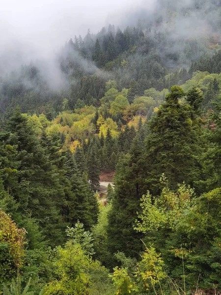 Wald Nebelwetter Herbst Tzoumerka Berg Arta Perfektion Griechenland Der Nähe — Stockfoto