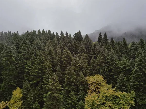 Bosque Niebla Tiempo Otoño Montaña Tzoumerka Arta Perfección Griego Cerca —  Fotos de Stock