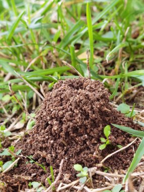 Karınca yuvası tepesi, Yunanistan 'da yağmurdan sonra yeşil çimlerde