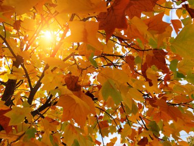 Sonbaharda ağaçtaki sarı yapraklar mevsimlik arka plan için çok renkli. 