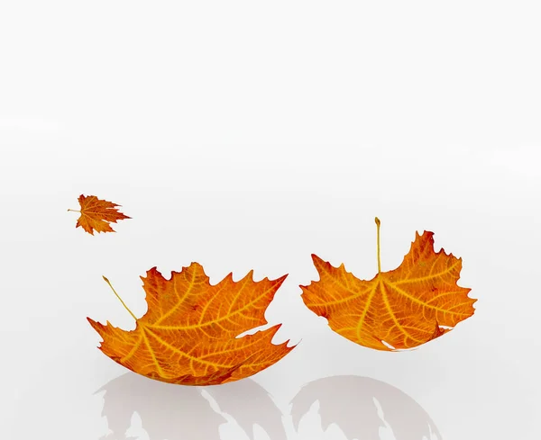 Blätter Gelb Blatt Fallen Herbst Isoliert Für Hintergrund Rendering — Stockfoto