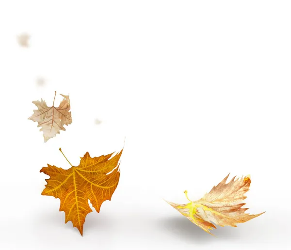Blätter Blatt Trocken Gelb Fallen Herbst Isoliert Für Hintergrund — Stockfoto