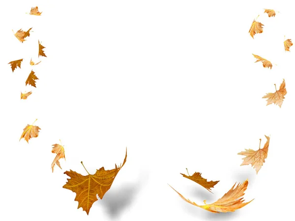 Herbst Blätter Blatt Hintergrund Isoliert Fliegen Auf Dem Wind Luftraum — Stockfoto