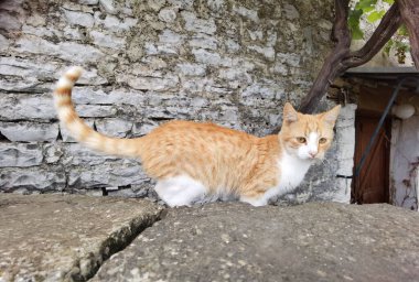 İoannina 'daki papigo köyü Sonbaharda geleneksel Yunan köyü mükemmelliği
