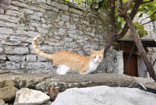 Papigo Dorf Ioannina Perfektion Griechisches Traditionelles Griechisches Dorf Herbst — Stockfoto