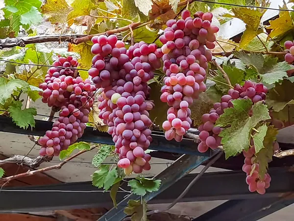 Виноград Vitis Vinifera Спелый Осенний Сезон Греции — стоковое фото