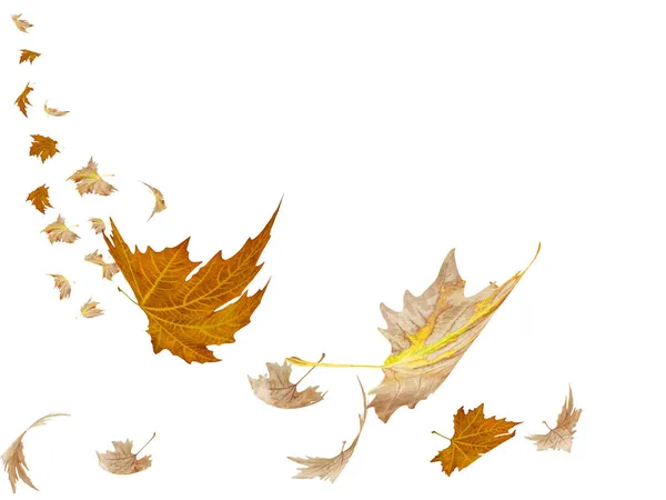 Herbst Saison Blatt Blätter Fallen Und Fliegen Vom Himmel Raum — Stockfoto
