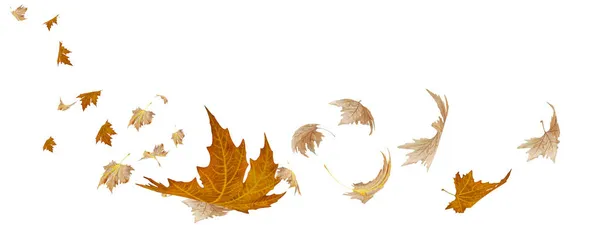 Φύλλα Φύλλα Οριζόντια Ξηρά Πετούν Από Τον Άνεμο Φθινόπωρο Φόντο — Φωτογραφία Αρχείου