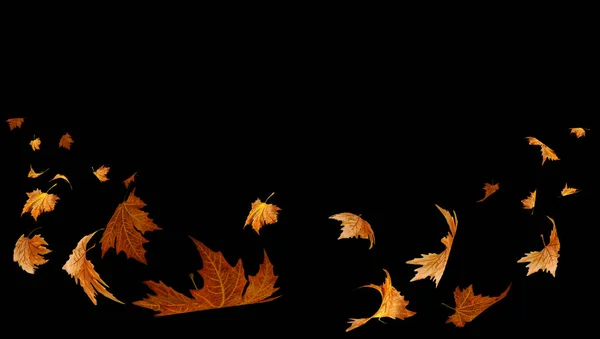Falling Flying Dry Autumn Leaves Isolated Background Space Your Text — Stock Photo, Image