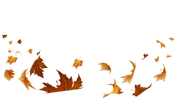 Fallende Fliegende Trockene Herbstblätter Isoliert Für Hintergrund Mit Platz Für — Stockfoto