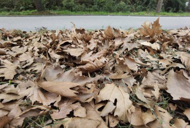 yapraklar kuru sarı kırmızı renk sonbahar sezonu doğal arkaplan için 