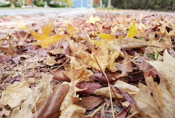 Листья Сухой Желтый Красный Цвет Осенний Сезон Естественного Фона — стоковое фото