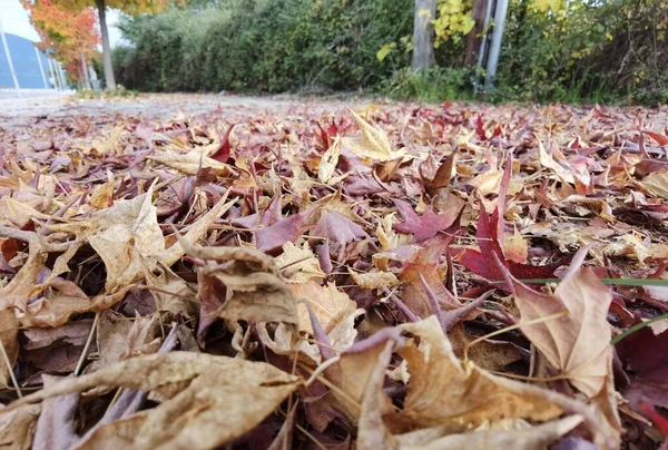 Листья Сухой Желтый Красный Цвет Осенний Сезон Естественного Фона — стоковое фото