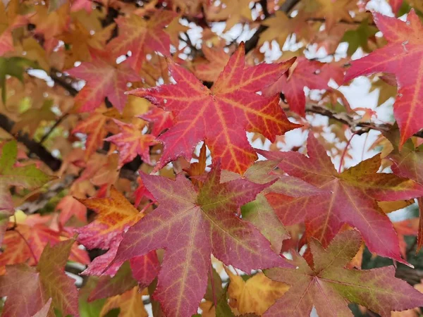 Blätter Blatt Trocken Gelb Rot Farbe Herbst Saison Für Natürlichen — Stockfoto