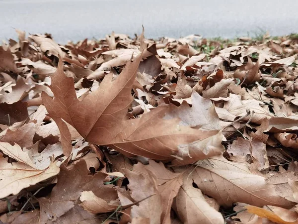 Feuilles Feuille Jaune Sec Rouge Couleur Automne Saison Pour Fond — Photo