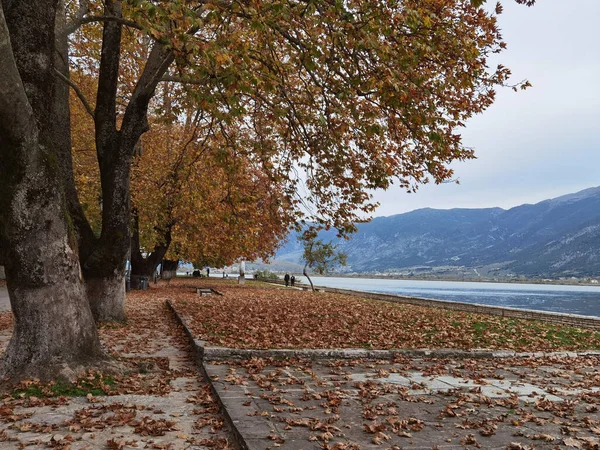 Oannina Şehrinde Sonbahar Yunan Platanus Ağaçları Sokağa Bir Çok Canlı — Stok fotoğraf