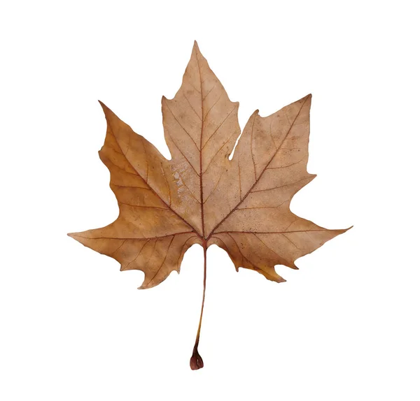 葉の乾燥した秋の色背景のための孤立した葉 — ストック写真