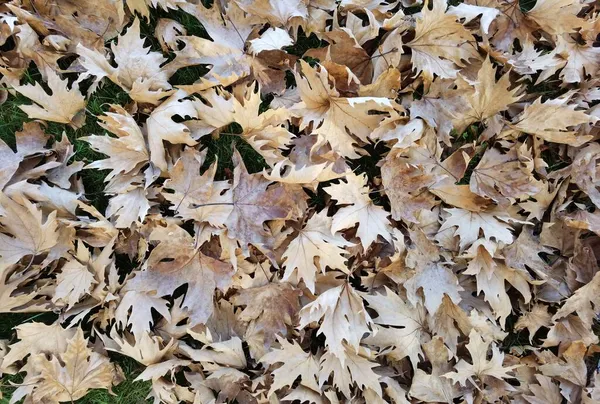 Trocken Gefallen Braun Herbst Blätter Von Oben Ansicht Platane — Stockfoto