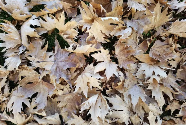 Seco Caído Marrom Outono Folhas Vista Superior Árvore Plana — Fotografia de Stock