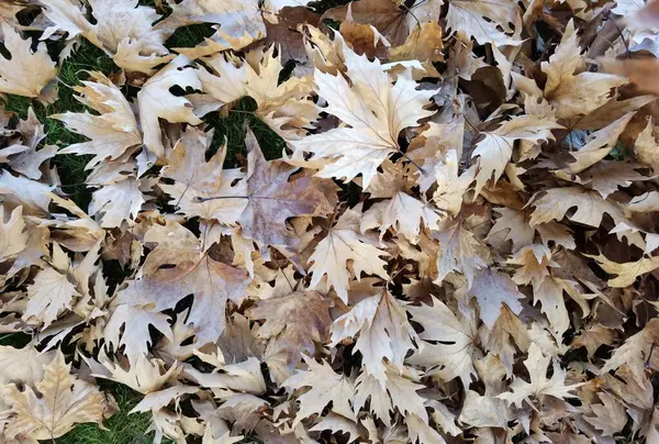 Trocken Gefallen Braun Herbst Blätter Von Oben Ansicht Platane — Stockfoto