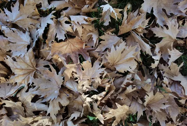Сухие Опавшие Коричневые Осенние Листья — стоковое фото