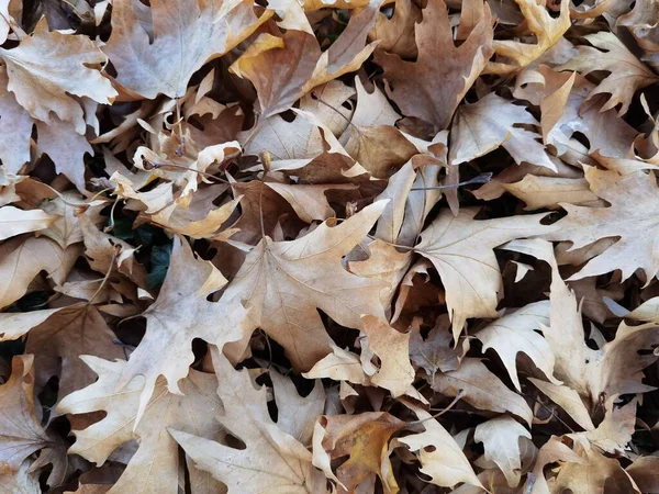 Trocken Gefallen Braun Herbst Blätter Von Oben Ansicht Platane — Stockfoto