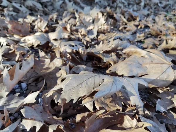 Seco Caído Marrom Outono Folhas Vista Superior Árvore Plana — Fotografia de Stock
