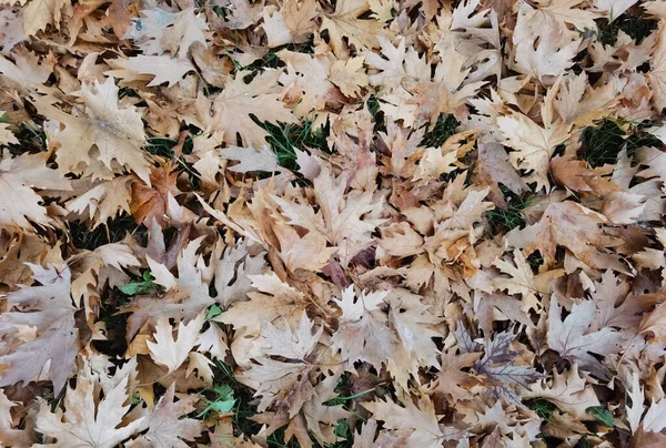 Trocken Gefallen Braun Herbst Blätter Von Oben Ansicht Platane — Stockfoto