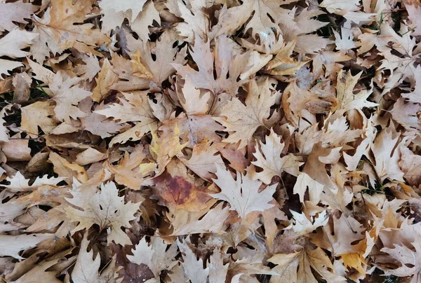 Dry Fallen Brown Autumn Leaves Top View Plane Tree — Stock Photo, Image