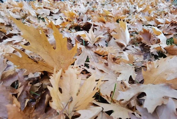 Kuru Kahverengi Sonbahar Yaprakları Üst Manzara Uçak Ağacı — Stok fotoğraf