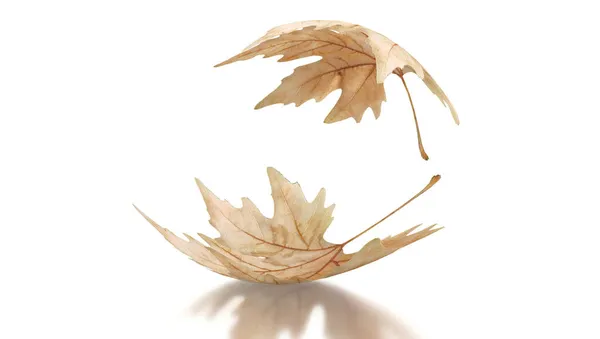 Folhas Secas Outono Dois Como Pérolas Isoladas Fundo Branco Espaço — Fotografia de Stock