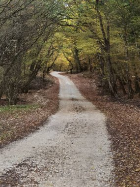 Sonbahar mevsiminde ormandaki yol yolu, Zaravina Gölü 'ndeki tünel gibi düşen yapraklar, Yunanistan' ın kuzeyi, mükemmel ioannina.