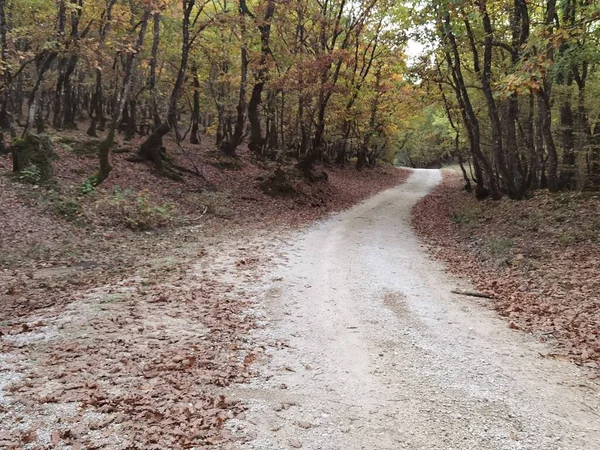 Straßenweg Wald Herbst Umgestürzte Blätter Bäume Wie Tunnel Zaravina See — Stockfoto