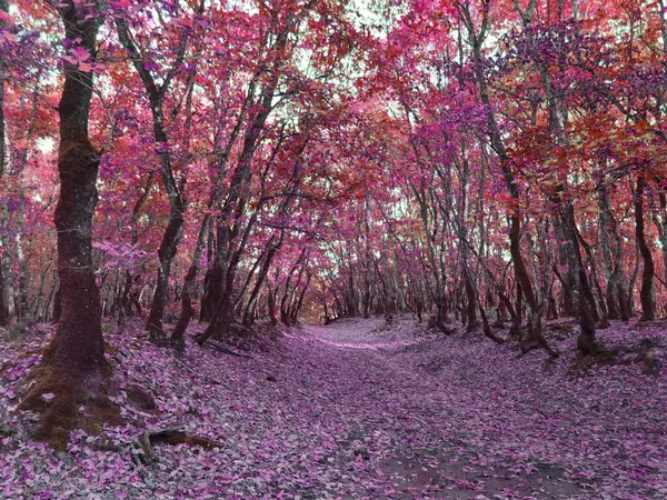 Дорожня Доріжка Лісі Осінній Сезон Впало Листя Дерев Таких Тунель — стокове фото