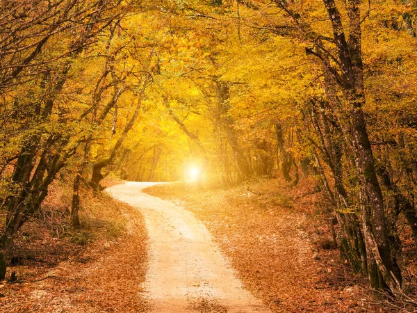 Sonbahar mevsiminde ormandaki yol yolu, Zaravina Gölü 'ndeki tünel gibi düşen yapraklar, Yunanistan' ın kuzeyi, mükemmel ioannina.