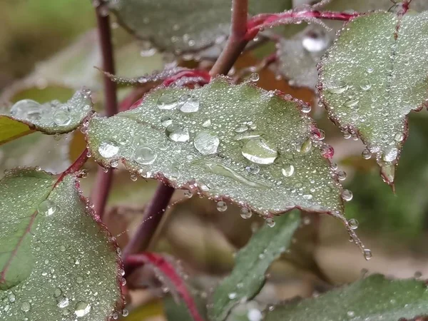 Gotas Agua Las Hojas Por Mañana Para Fondo —  Fotos de Stock