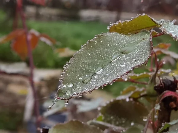 Gocce Acqua Sulle Foglie Mattino Sfondo — Foto Stock