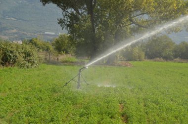 Yaz mevsiminde mısır tarlasında su sıçratan sulama.