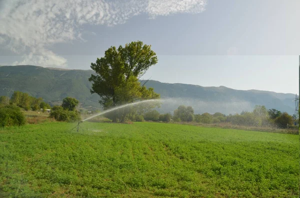 Irrigação Salpicando Água Uma Mangueira Carretel Campo Milho Temporada Verão — Fotografia de Stock