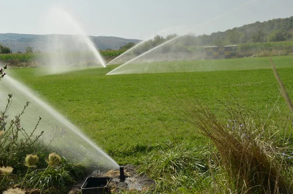 Irrigation Éclaboussures Eau Dans Champ Maïs Tuyau Bobine Saison Estivale — Photo