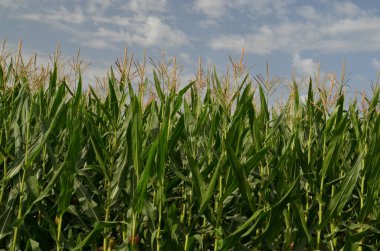 Mısır tarlası arka planda mavi gökyüzü bulutları yeşil
