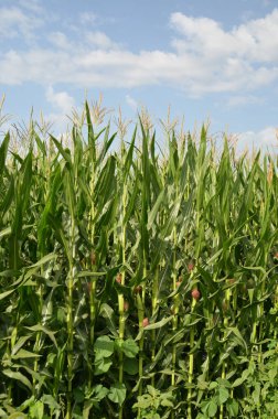 Mısır tarlası arka planda mavi gökyüzü bulutları yeşil