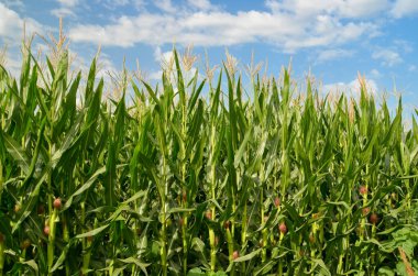 Mısır tarlası arka planda mavi gökyüzü bulutları yeşil