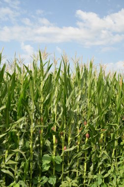 Mısır tarlası arka planda mavi gökyüzü bulutları yeşil