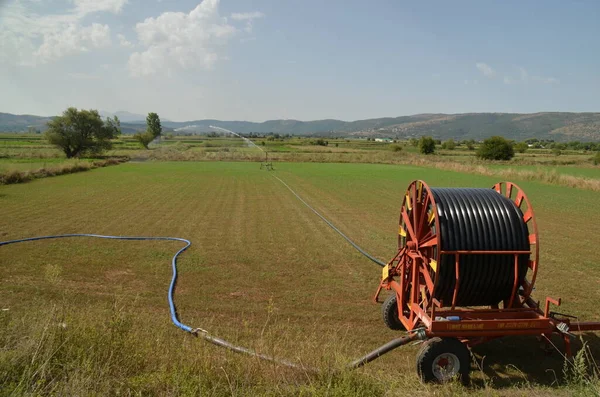 Irrigation Éclaboussures Eau Dans Champ Maïs Tuyau Bobine Saison Estivale — Photo