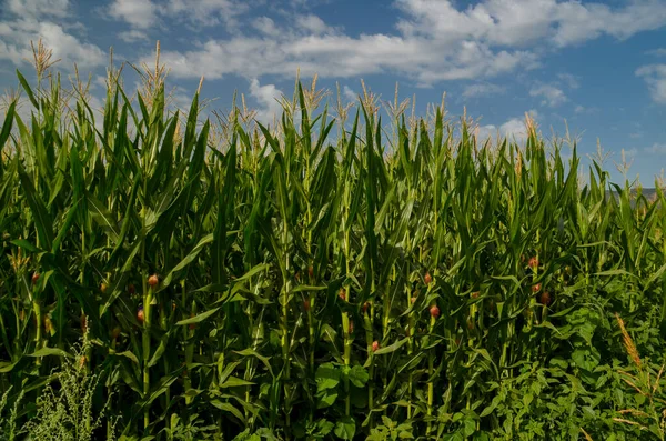 Mısır tarlası arka planda mavi gökyüzü bulutları yeşil
