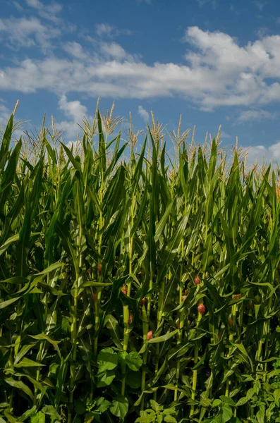 Mısır tarlası arka planda mavi gökyüzü bulutları yeşil